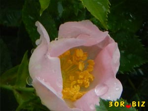 Розовый цветок шиповника