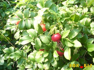 Шиповник, спелые плоды шиповника