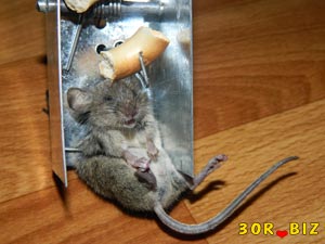 Мышь в мышеловке. Как поймать мышь?